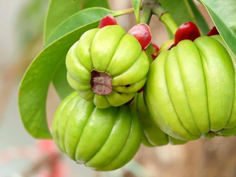 Garcinia