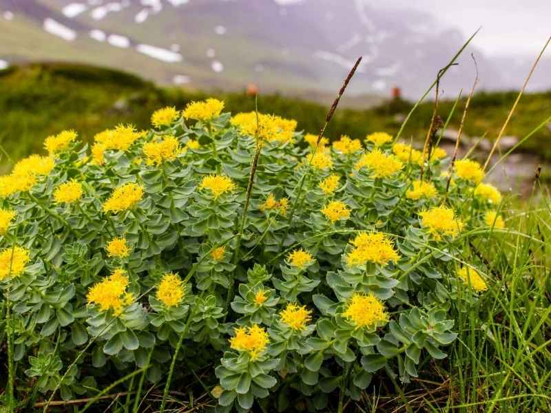 Rhodiola Rosea