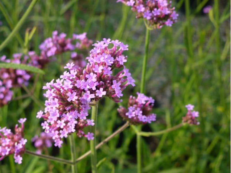 Verbena