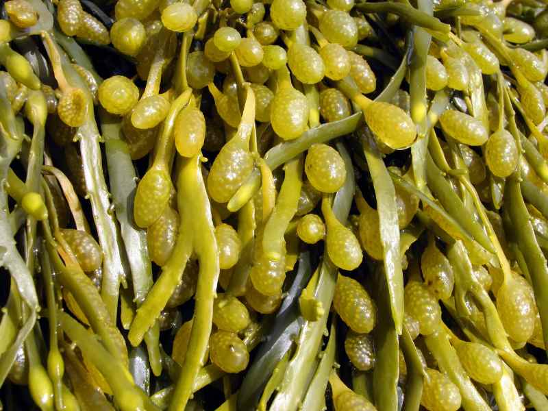 Fucus vesiculosus