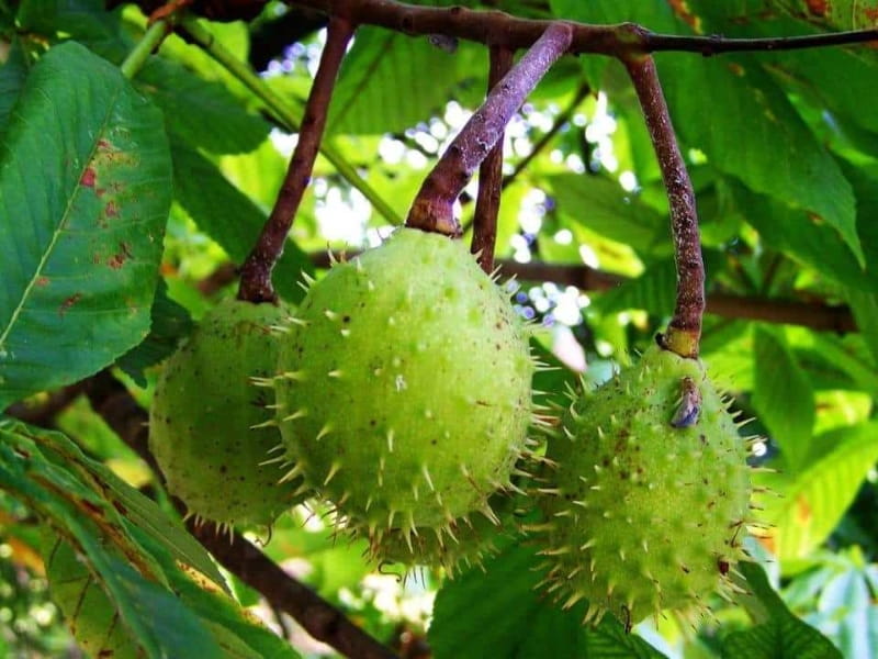 Ippocastano