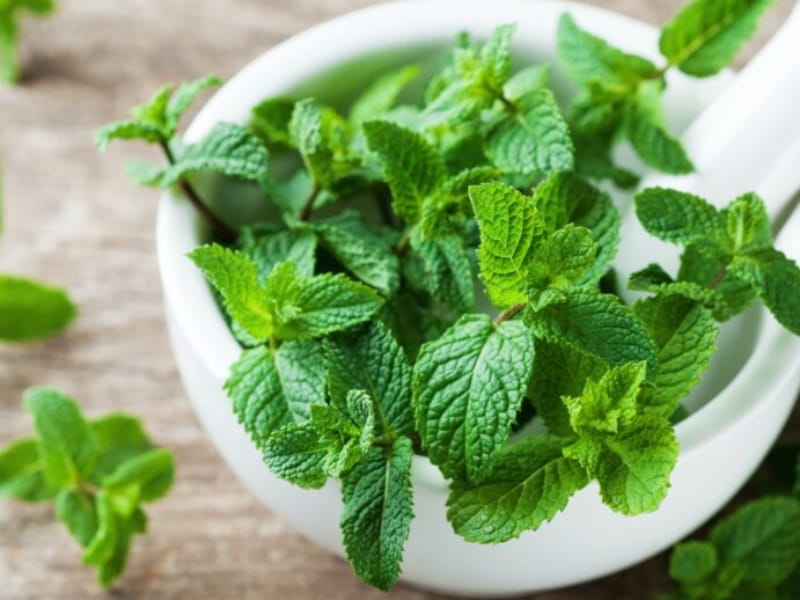 Menta
